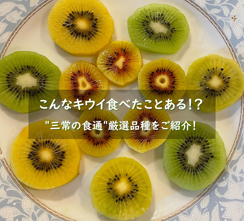 黄色実 キウイフルーツ雌雄苗木セット - 野菜