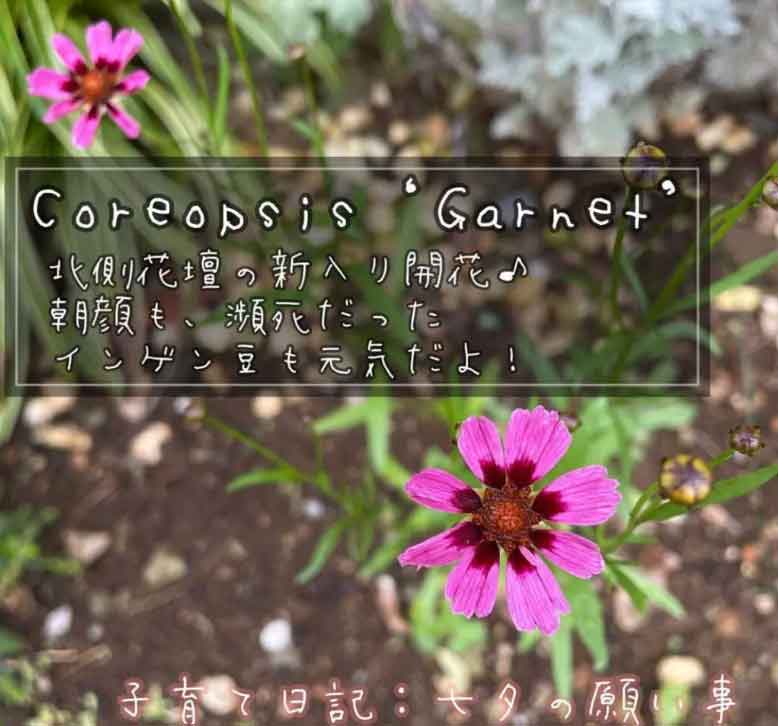 夏におすすめの宿根草：コレオプシス・ガーネット
