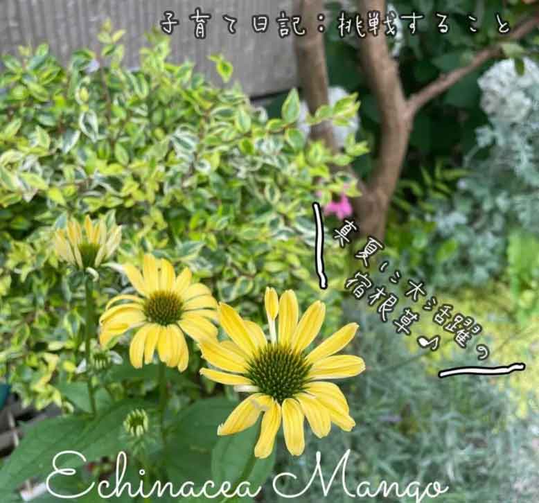 夏におすすめの宿根草：エキナセア・マンゴー