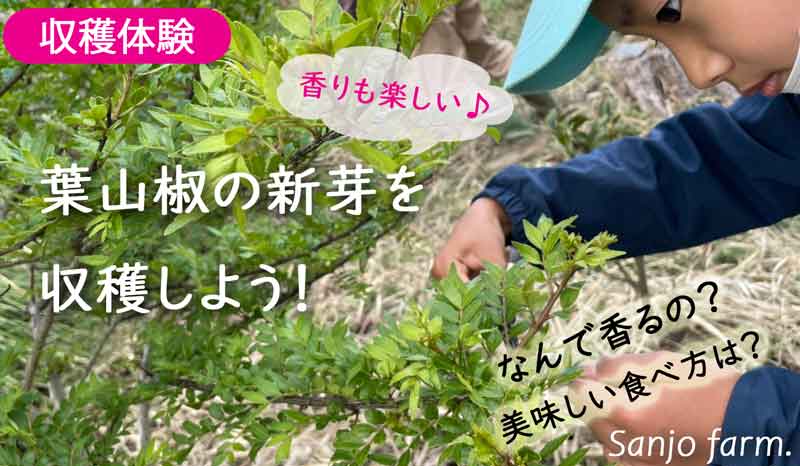 ポンッと香りを楽しみながら～春の葉山椒新芽収穫♪～木の芽 食育 農育 収穫体験 和ハーブ 美味しい食べ方 日本 香辛料