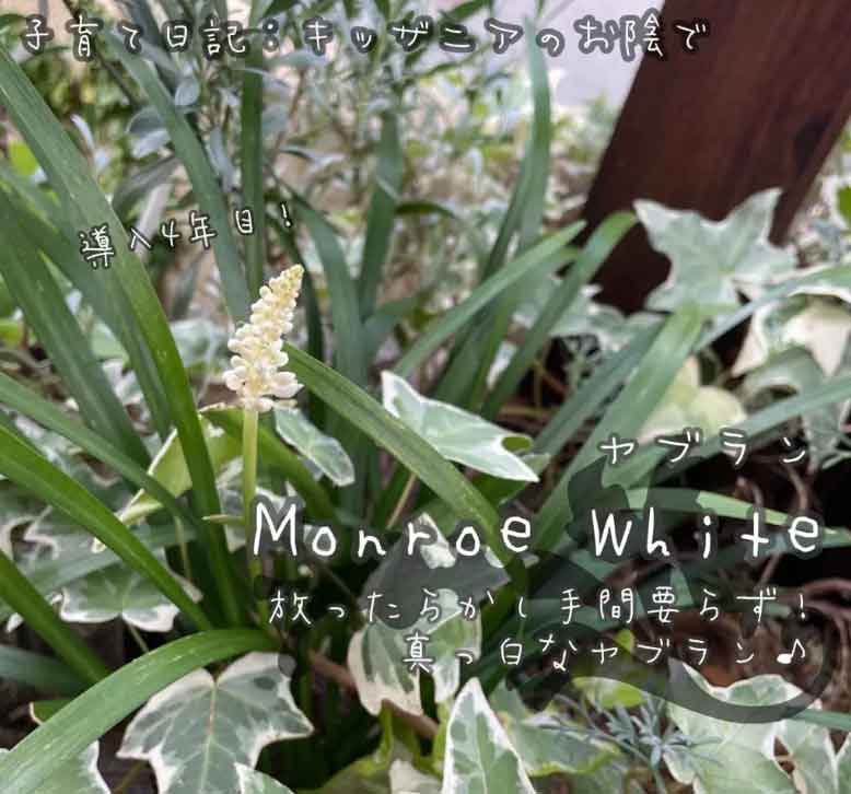 夏におすすめの宿根草：ヤブラン・モンローホワイト