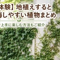 地植えすると後悔しやすい植物7選｜実体験をもとに屋外で上手に楽しむ方法もご紹介